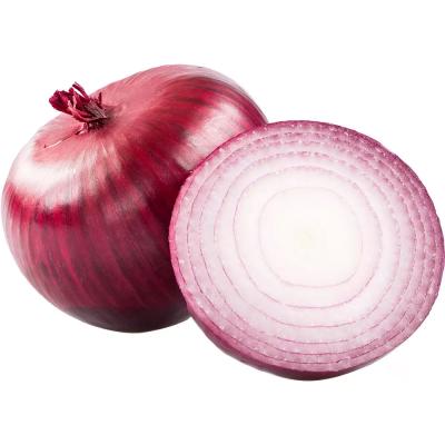 CEBOLA  ROXA